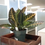 An Update on the Office