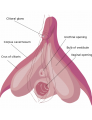 Are vibrators dangerous?