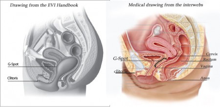 The drawing on the left shows an artists rendering of where Evi sits in the vagina. It shows a compressed rectum and a very definitive position of where a G-spot "should" be