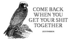 EffinBirds: "Come back when you get your shit together"